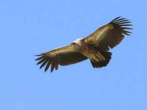 鸟类之最：高山兀鹫