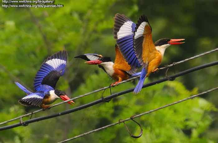 鸟与史料——翡翠 鸟与史料——翡翠