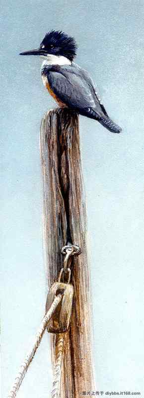 鸟绘——栩栩如生