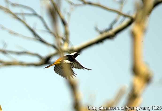 雄性北红尾鸲（随拍）