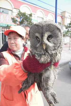 [组图]被老鼠毒死的乌林鸮