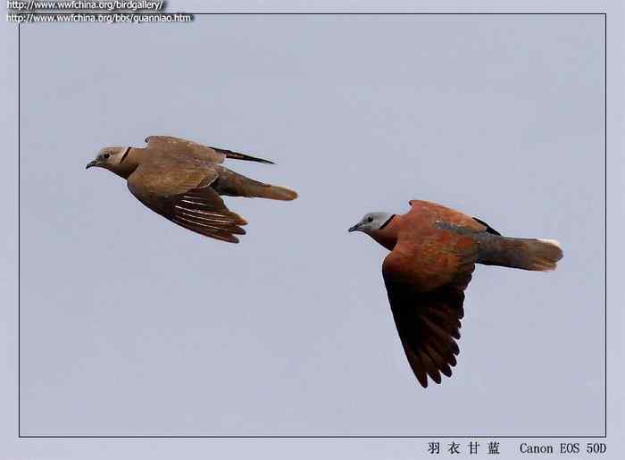 鸟与史料——斑鸠