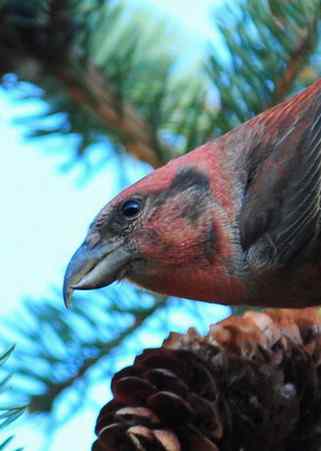 交嘴雀的美丽人生 交嘴雀的美丽人生
