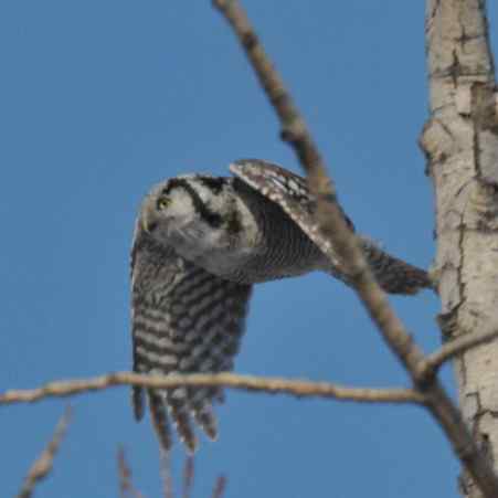 大庆猛鸮的生物链
