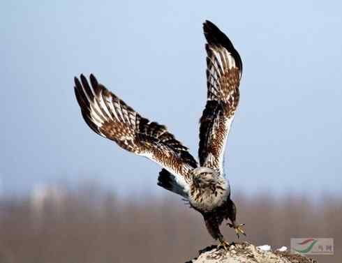 鵟的百变羽色——深棕型