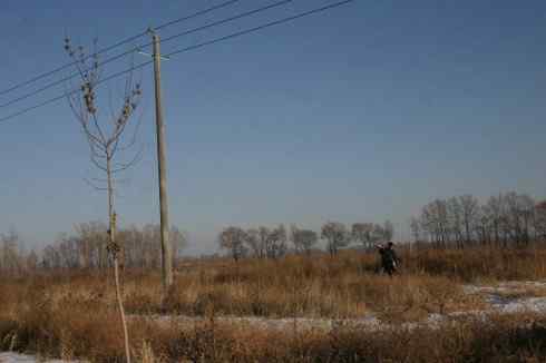 明锐异常的大庆猛鸮