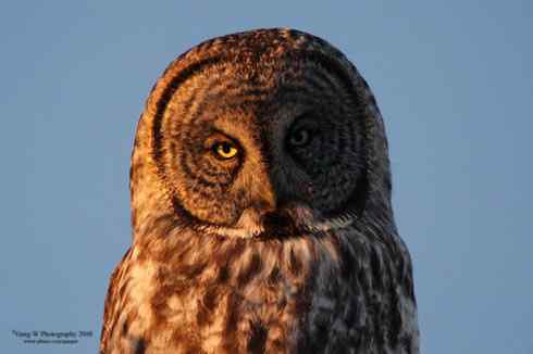 猫头鹰乌林鸮的”雷达系统” 猫头鹰乌林鸮的”雷达系统”