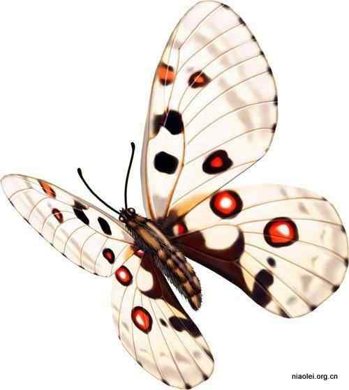 17种最美丽的蝴蝶