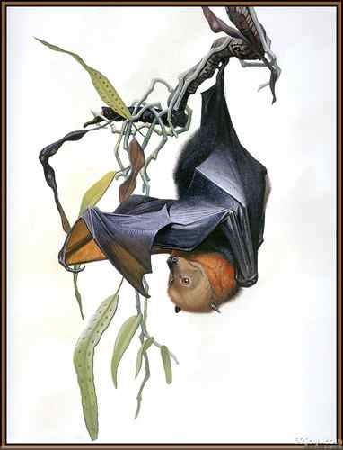 世界灭绝动物画像大全