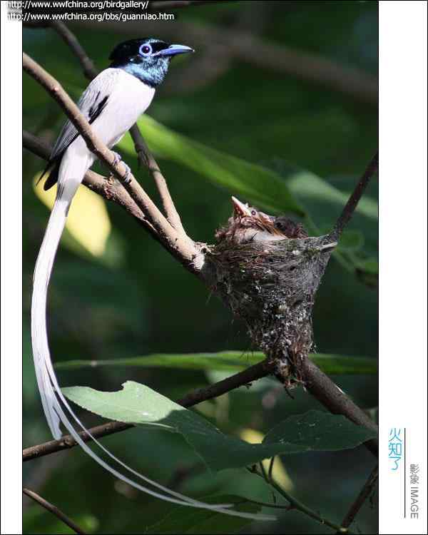 鸟与史料——寿带鸟