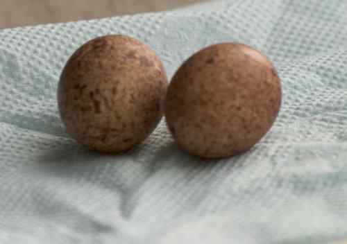 “猛张飞”阿穆尔隼