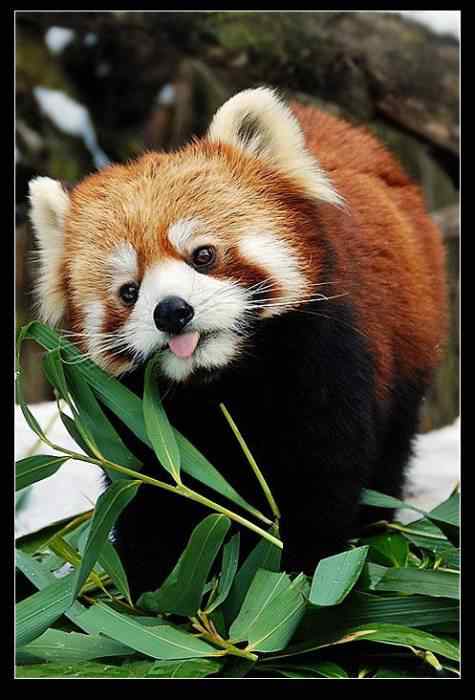 动物世界图片(下) 动物世界图片(下)