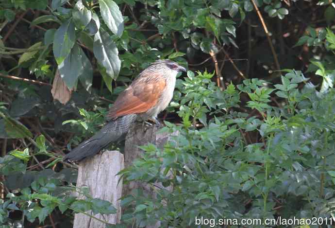 撮堆儿 wbr肯尼亚的鸟儿