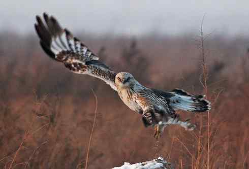 [组图]毛脚鵟飞翔的英姿
