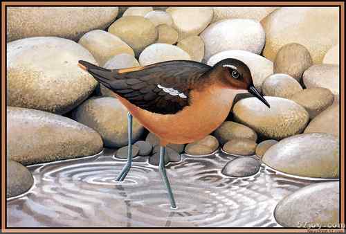 世界灭绝动物画像大全