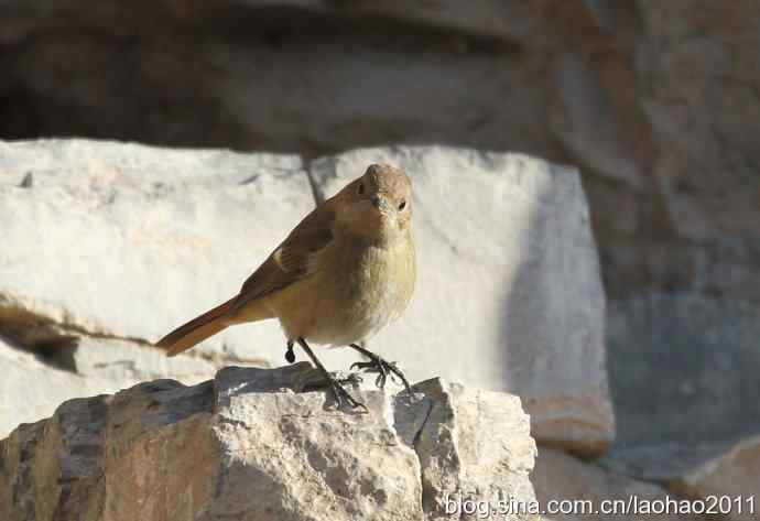 圣诞快乐,敬礼! 圣诞快乐,敬礼!