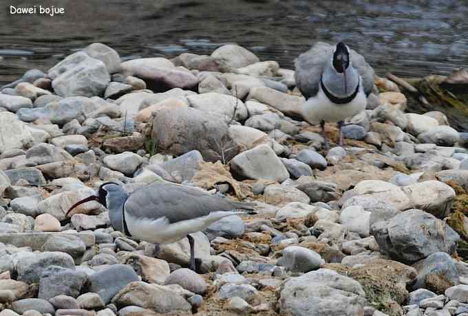 亚洲山地珍鸟:鹮嘴鹬 亚洲山地珍鸟:鹮嘴鹬