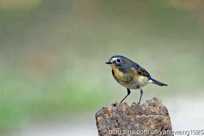 雄性红胁蓝尾鸲（32）