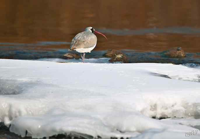 又见鹮(huán wbr)嘴鹬(yù) 又见鹮(huán wbr)嘴鹬(yù)