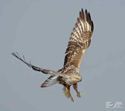 多图展示捕鼠英雄毛脚狂