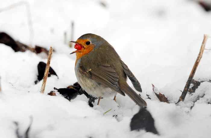 德国 雪地里的知更鸟 德国 雪地里的知更鸟