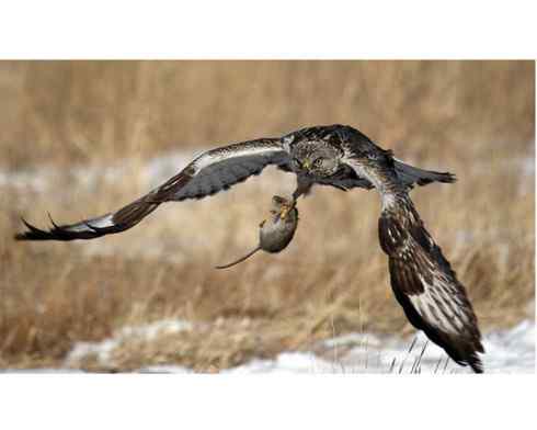 [组图]毛脚鵟的爪子