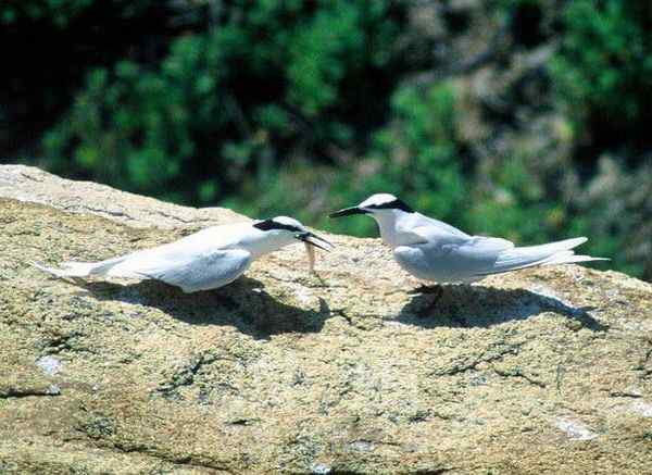 世界著名鸟类——海鸥