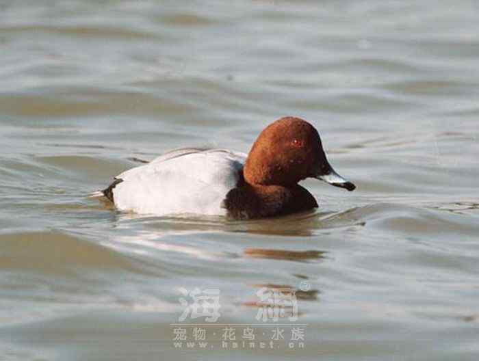 世界著名鸟类——雁形目