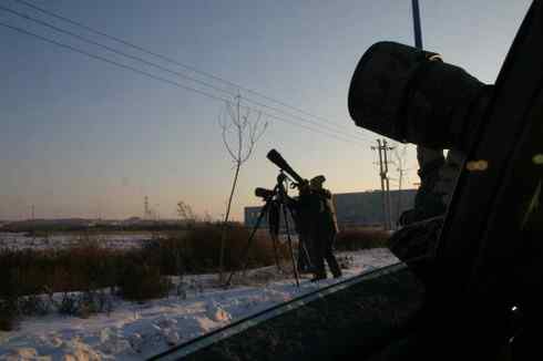 大庆猛鸮的生物链