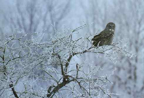 乌林鸮居住的环境 乌林鸮居住的环境