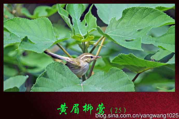 黄眉柳莺(25) 黄眉柳莺(25)