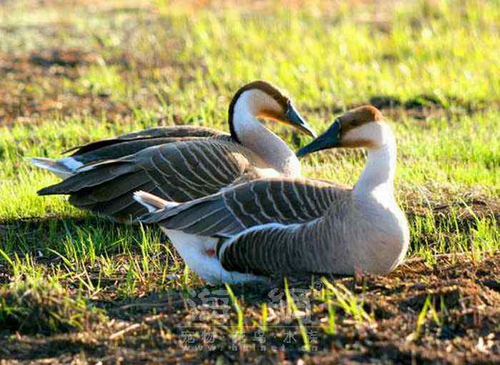 世界著名鸟类——雁形目
