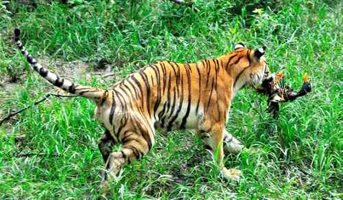 【多图】老虎捕食鸭子！