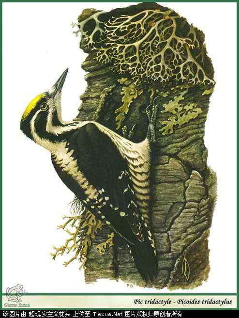 手绘画第5辑——猛禽和啄木鸟