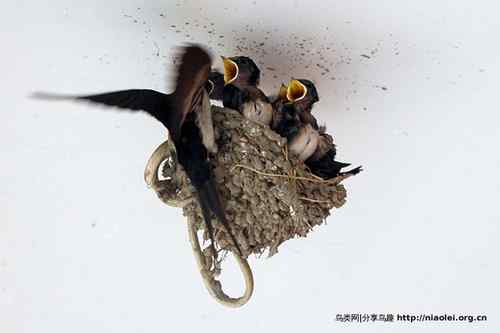 95张鸟儿嬉戏精品图集