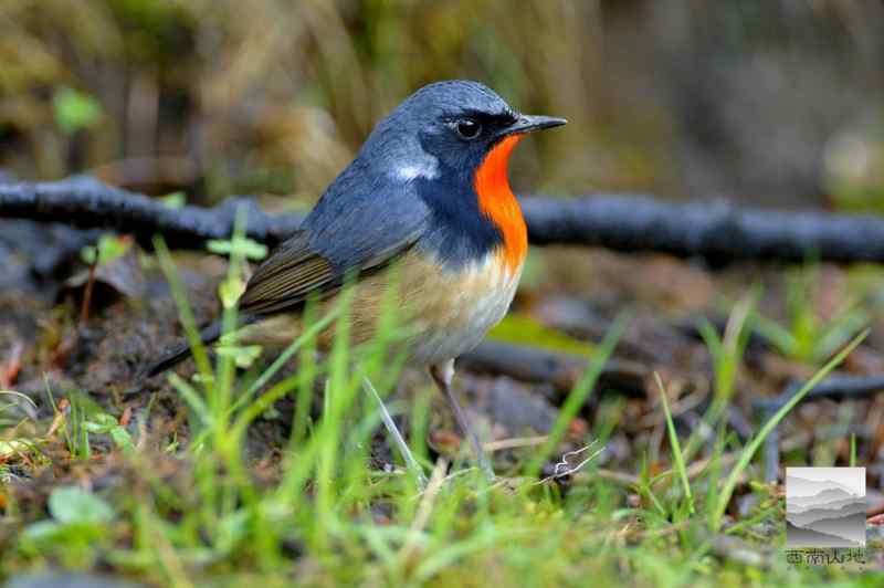 金歌儿金胸歌鸲