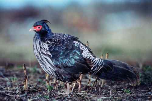 只有中国才有的鸡，中国人的骄傲