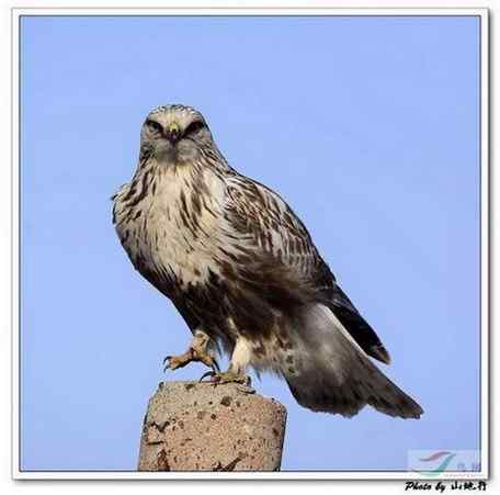 鵟的百变羽色——铁灰型