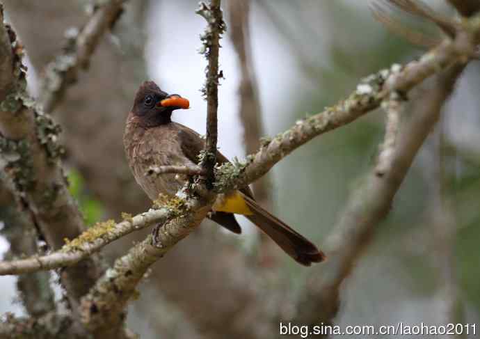 撮堆儿 wbr肯尼亚的鸟儿