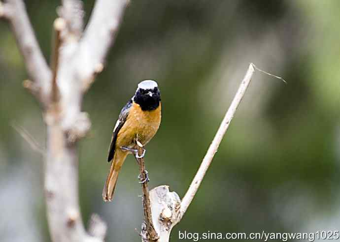 再拍北红尾鸲 再拍北红尾鸲