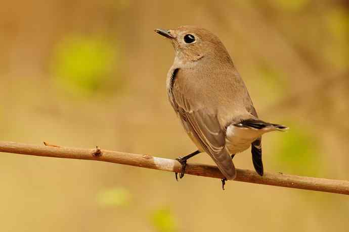 【综合】蓝歌邀宠 wbr五喉闹秋