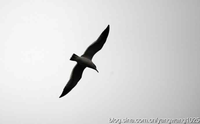 雨前、雾中拍水禽（十月十日杂片纪实）