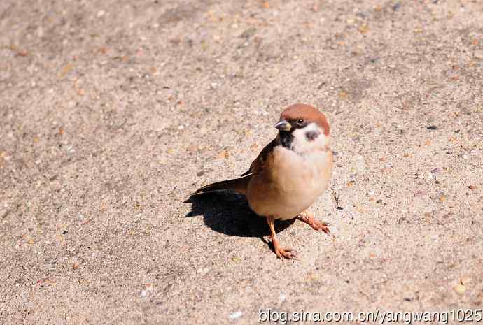 候鸟已过境，麻雀来当家