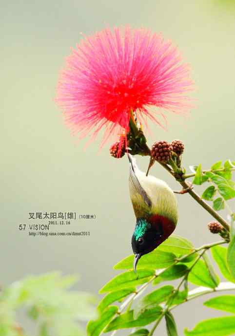 倒挂鈥斺敳嫖蔡裟