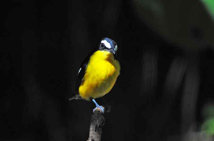 雄性白眉姬鹟（6）