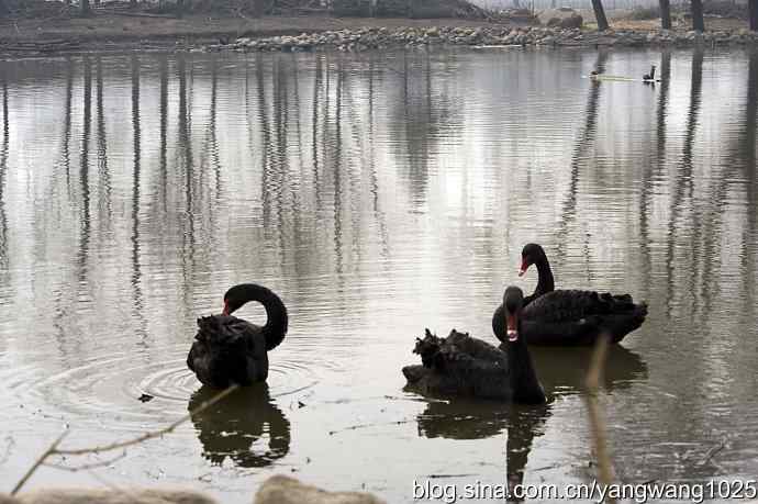 逆光拍摄黑天鹅 wbr1