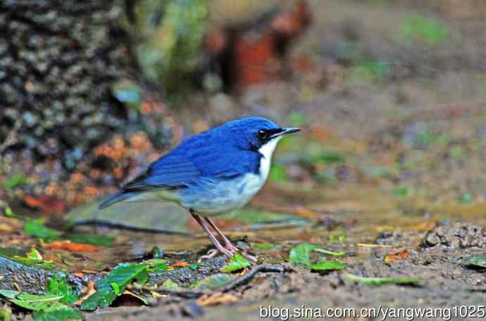 雄性蓝歌鸲（4）