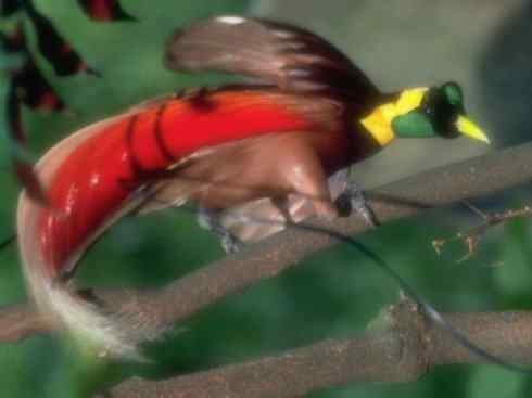 美丽无罪:雀鸟之极乐鸟 美丽无罪:雀鸟之极乐鸟