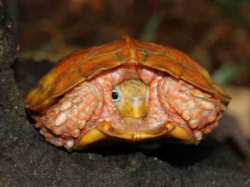 玄武：传说的兽原型探秘（潮龟）