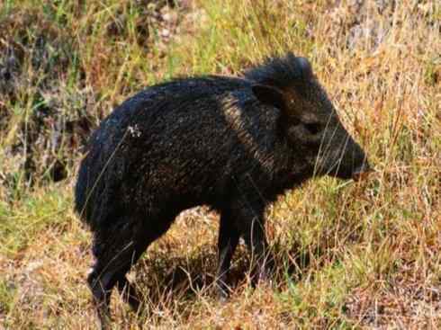 动物世界：山寨还是原创之四